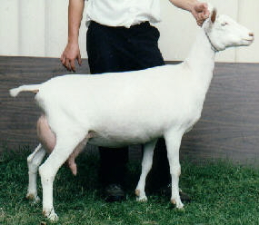 Alaine