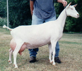 Artesia