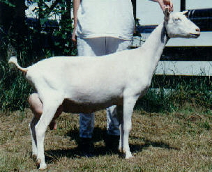 Calentia
