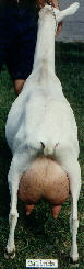 Calinda