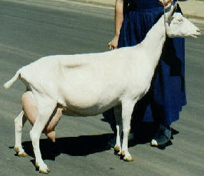 Carmalita