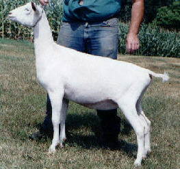 Cashmere