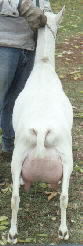 saanen doe