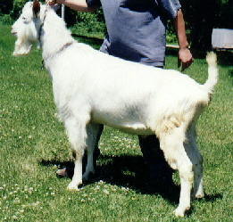 Charmand
