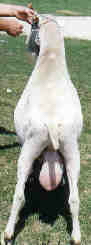 saanen buck