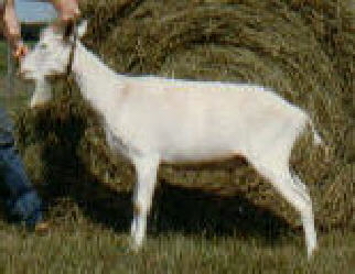 Cornelius