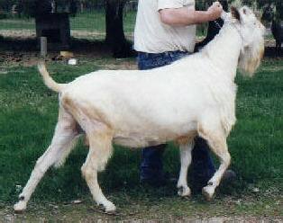 Coronado