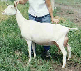 Country Gold