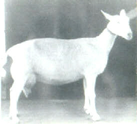 Lamb