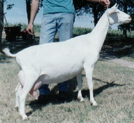 Marquita