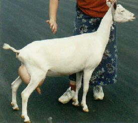 Ole Candida