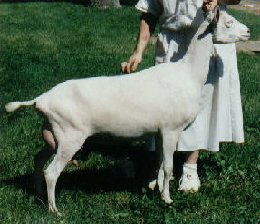 Ole Carolina