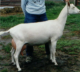 Ole Jazzmin