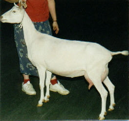 Ole Jovita