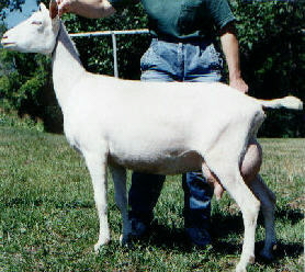 Ole Shalala