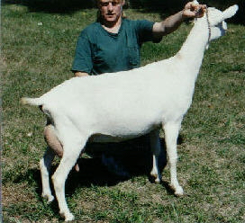 Opus Calypso