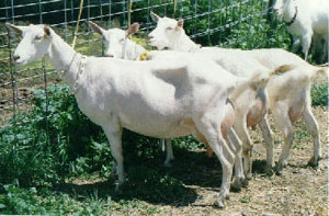 Senior Get of Sire