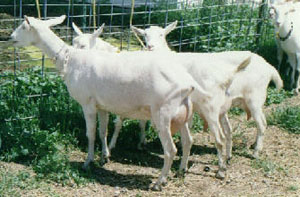 Senior Get of Sire