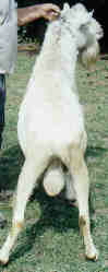saanen buck