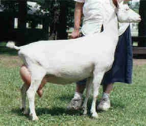 Salila