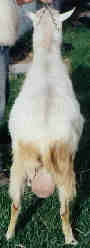 saanen buck