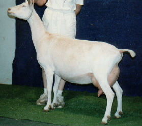 Shasha