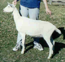 Siobhan