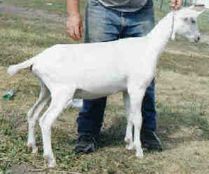 Strasovari