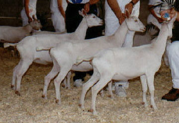 Jr. Get of Sire