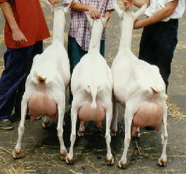 Sr. Get of Sire