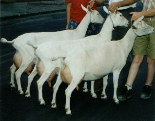 Sunrise Sr. Get of Sire