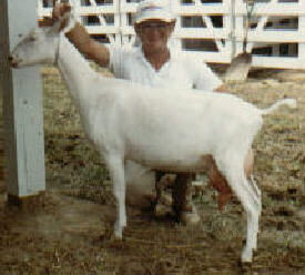 Tamera