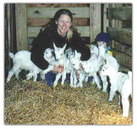embryo transfer saanen kids