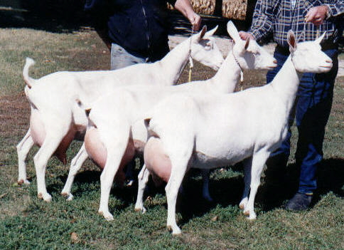 1st place Saanen dairy goat Sr. Get of Sire